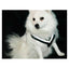 Hundsele MIMsafe Allsafe - Medium (3)