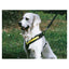 Hundsele MIMsafe Allsafe- X-Large (4)