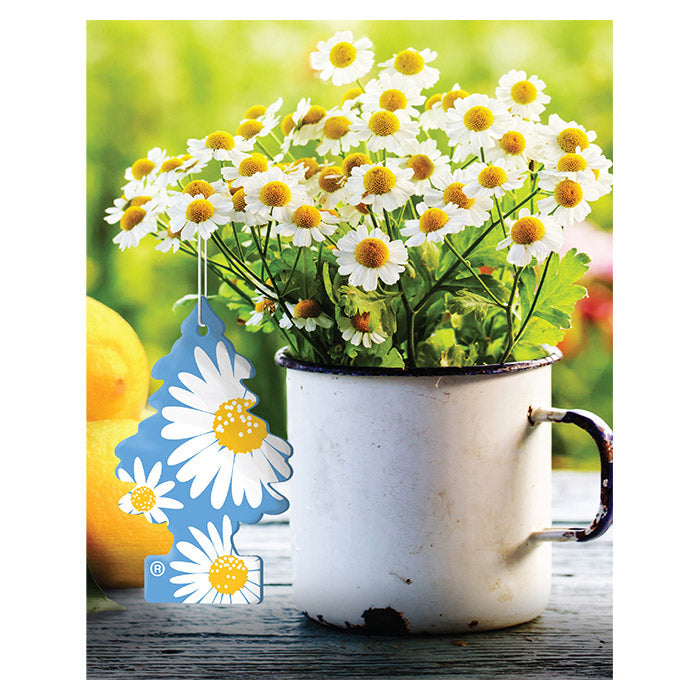 1 st Wunderbaum daisy flower